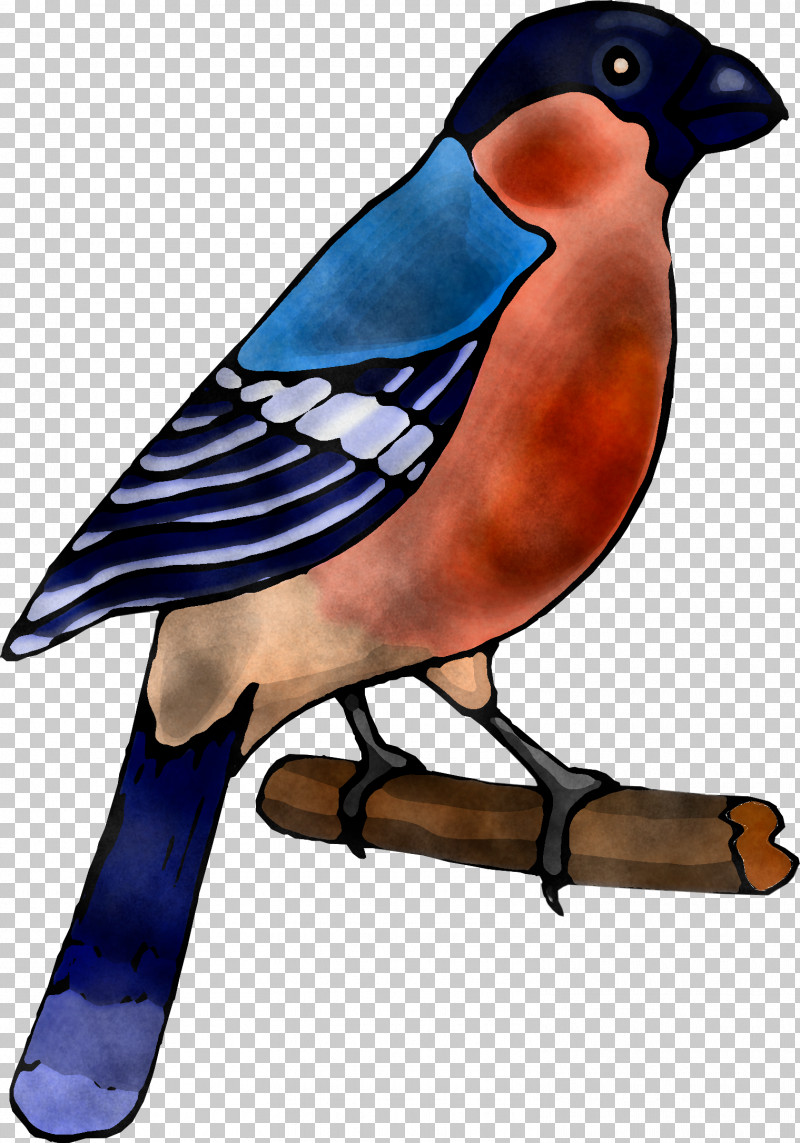 Bird Beak Blue Jay Bluebird Jay PNG, Clipart, Beak, Bird, Bluebird, Blue Jay, Finch Free PNG Download
