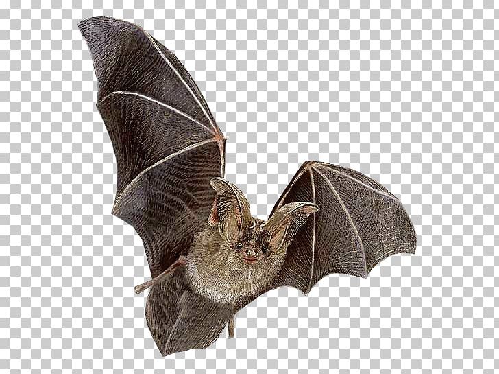 Bat Flying Mammals Ni PNG, Clipart, Animal, Animals, Baseball Bat, Bat, Bats Free PNG Download