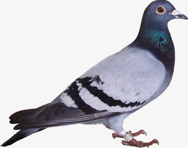 Birds PNG, Clipart, Animal, Animals, Animal Wildlife, Beak, Bird Free PNG Download