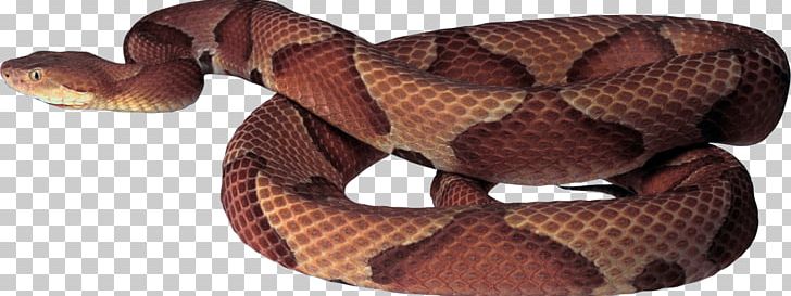 Eastern Brown Snake PNG, Clipart,  Free PNG Download