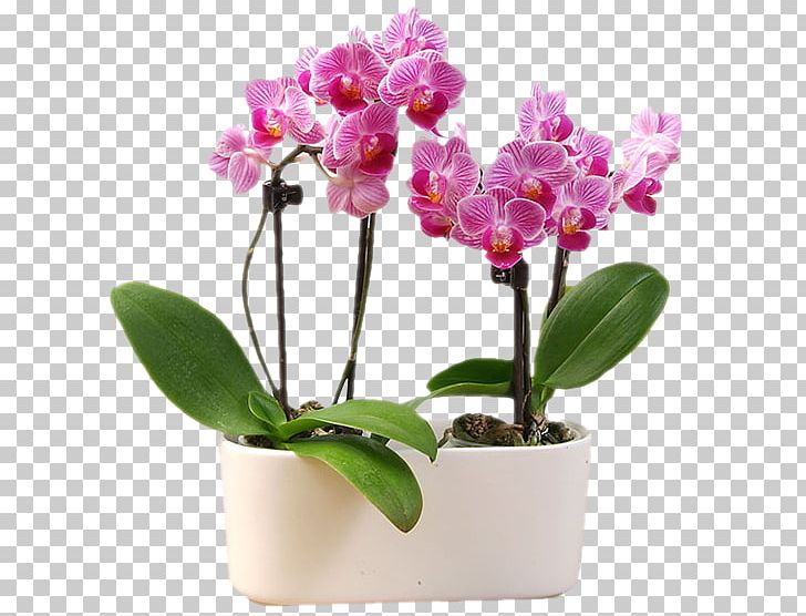 Moth Orchids Cattleya Orchids Cut Flowers Flowerpot PNG, Clipart, Cattleya, Cattleya Orchids, Cut Flowers, Flower, Flowering Plant Free PNG Download