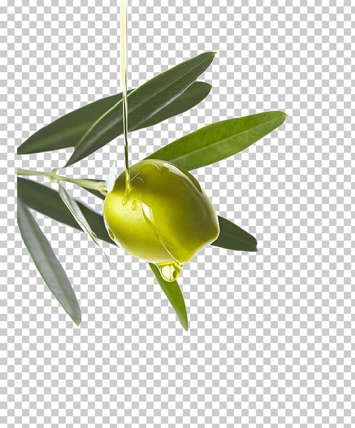 Olive Oil Computer File PNG, Clipart, Coconut Oil, Download, Encapsulated Postscript, Flower, Food Drinks Free PNG Download