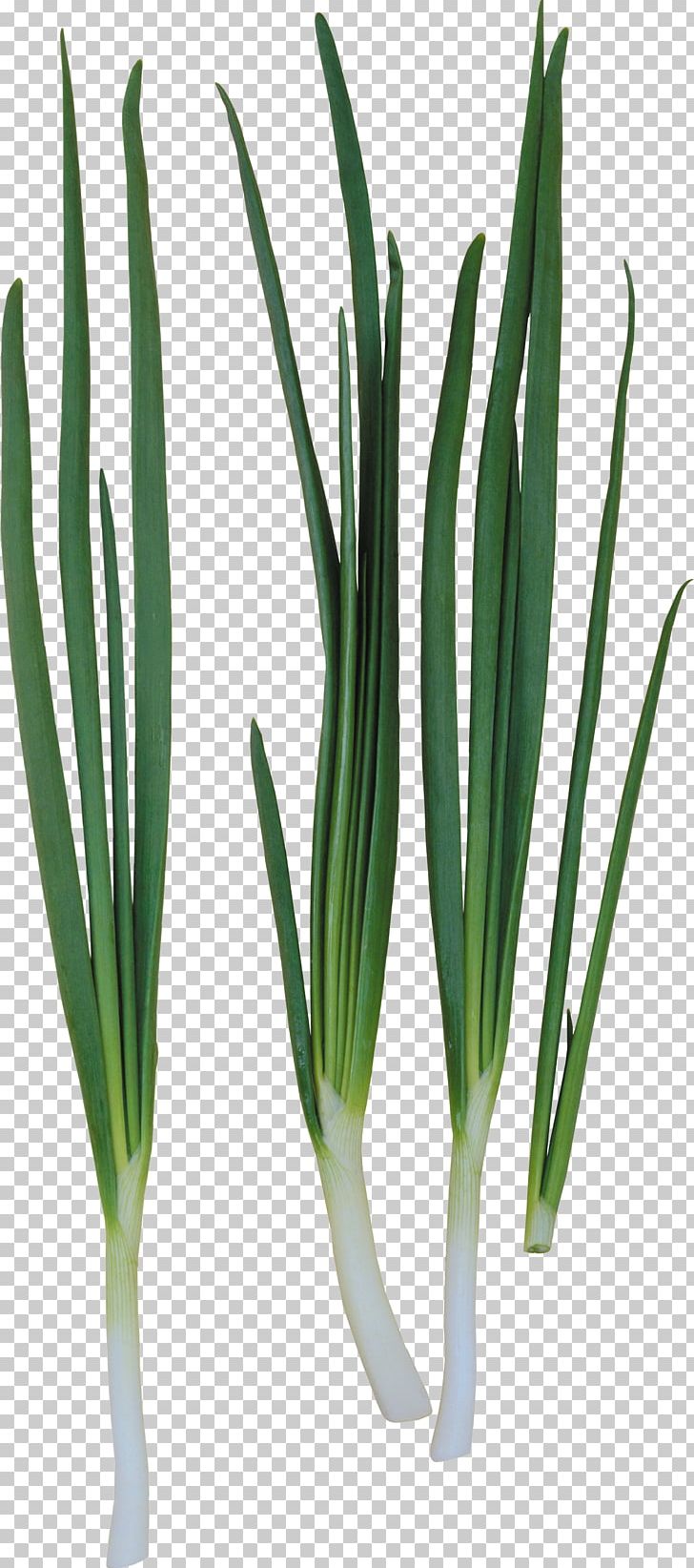 Allium Fistulosum Onion Ring Garlic PNG, Clipart, Allium, Allium Fistulosum, Commodity, Garlic, Grass Free PNG Download