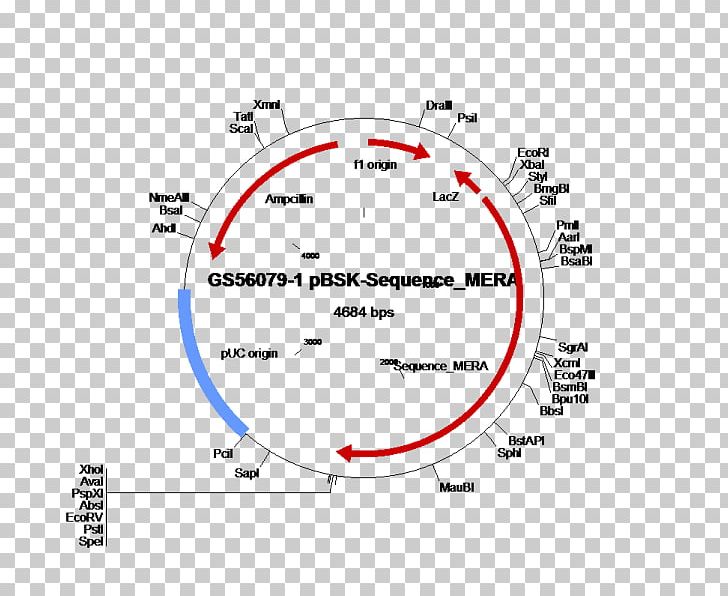 Ampicillin Resistance E. Coli Plasmid Gene PNG, Clipart, Aminopenicillin, Ampicillin, Angle, Antibiotics, Antimicrobial Resistance Free PNG Download