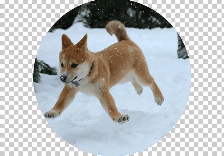 Shiba Inu Bernese Mountain Dog Puppy Doge Siberian Husky PNG, Clipart, Akita, Akita Inu, Animal, Animals, Bernese Mountain Dog Free PNG Download