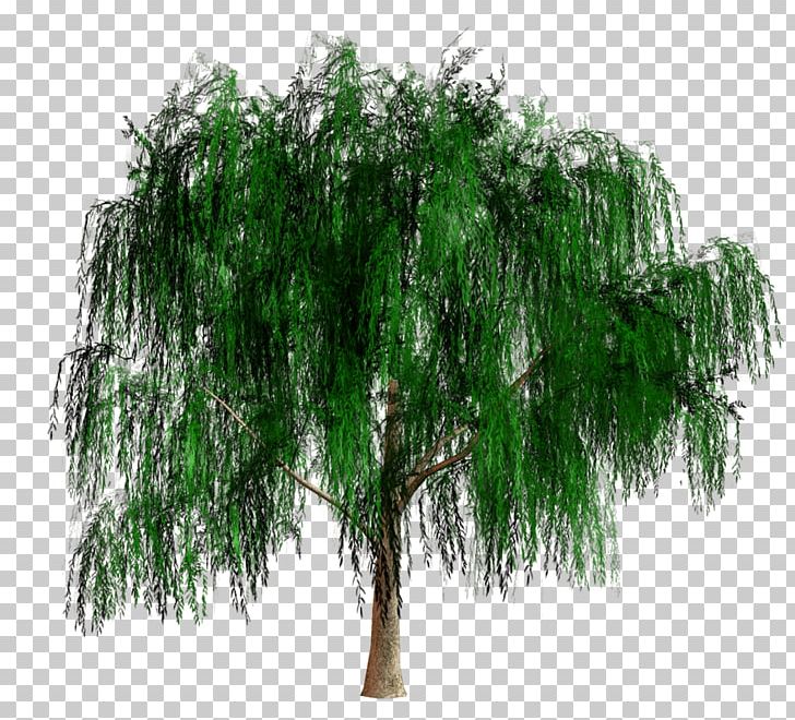 Shrub Branching PNG, Clipart, Branch, Branching, Eucalyptus Tree, Evergreen, Grass Free PNG Download