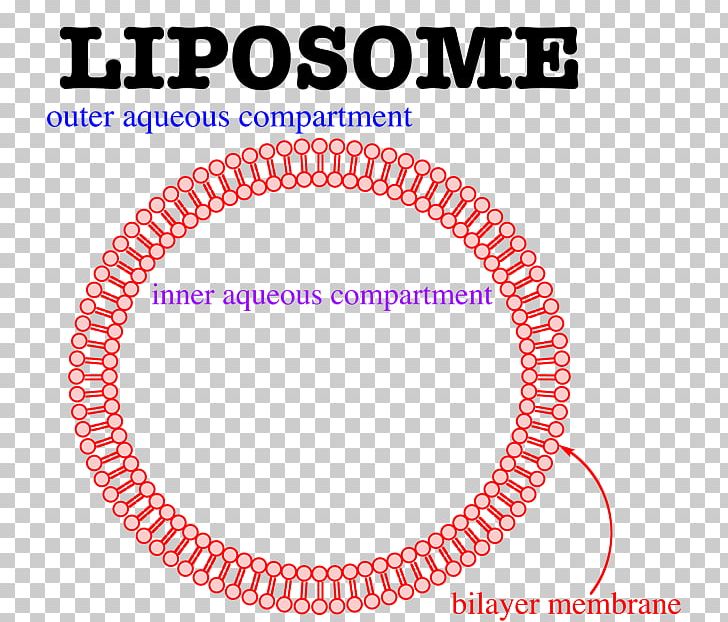 Liposome Lipid Bilayer Membrane Lipids Cell Membrane PNG, Clipart, Area, Biochemistry, Biological Membrane, Body Jewelry, Brand Free PNG Download