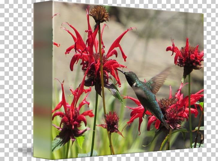 Flora Fauna Hummingbird M Flowering Plant Wildflower PNG, Clipart, Beak, Bird, Fauna, Flora, Flower Free PNG Download
