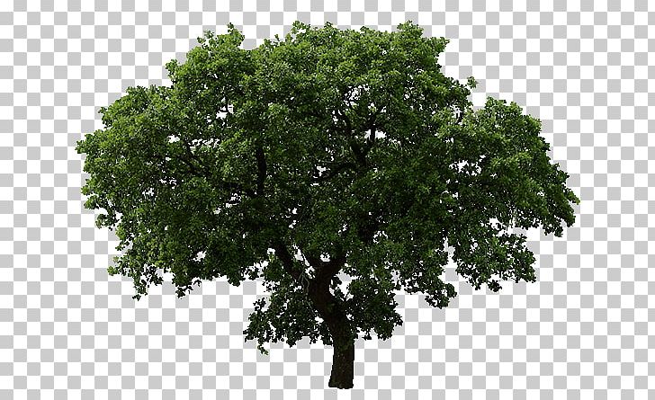 Tree Oak PNG, Clipart, Architectural Rendering, Branch, Cottonwood, Fir, Nature Free PNG Download