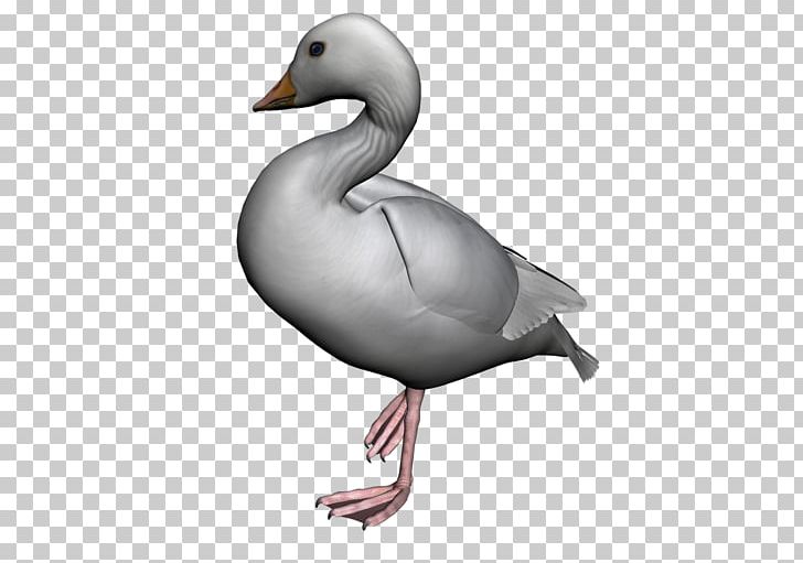 American Pekin Duck Bird Goose PNG, Clipart, American Pekin, Anatidae, Animals, Animation, Beak Free PNG Download