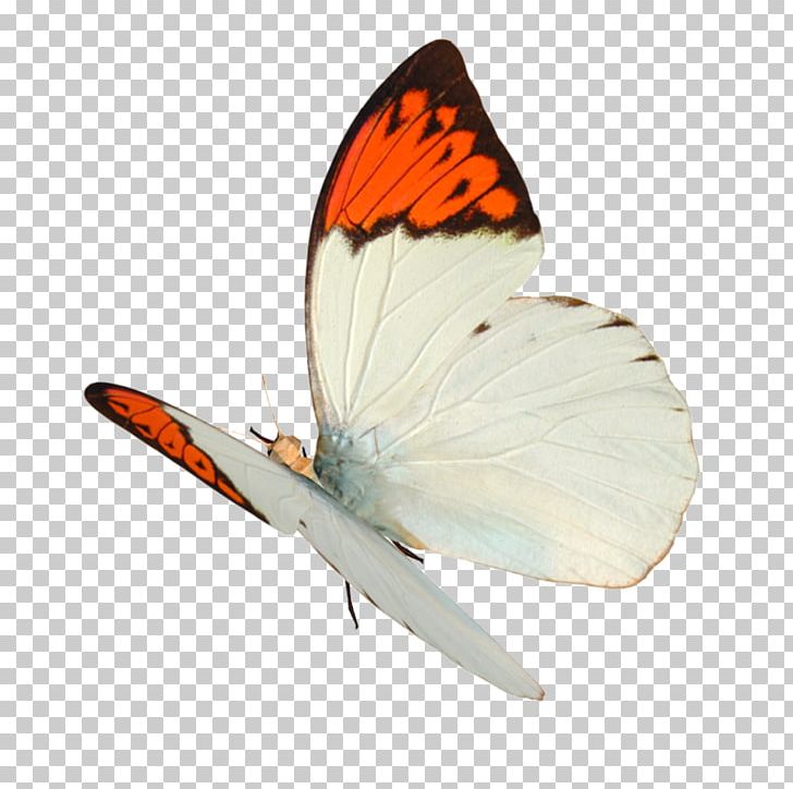 Butterfly Cdr PNG, Clipart, Arthropod, Brush Footed Butterfly, Butterflies , Butterfly, Cdr Free PNG Download