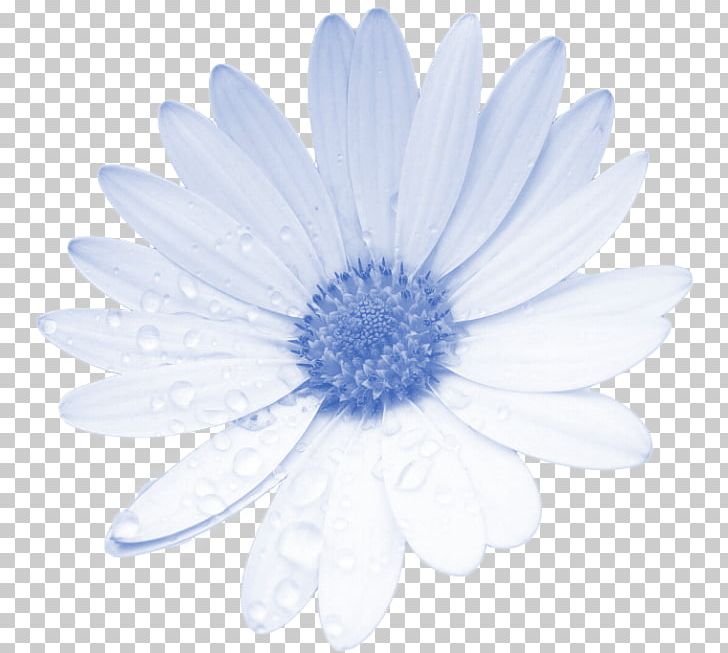 Flower Blue PNG, Clipart, Aster, Blue, Chrysanths, Clip Art, Cut Flowers Free PNG Download