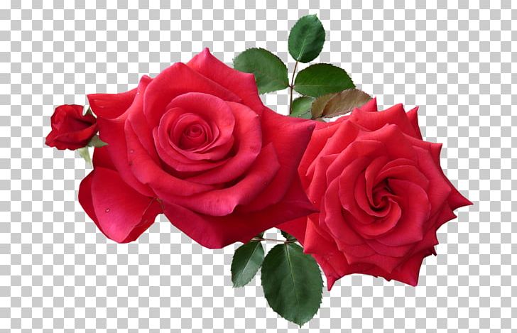 Rose PNG, Clipart, Rose Free PNG Download