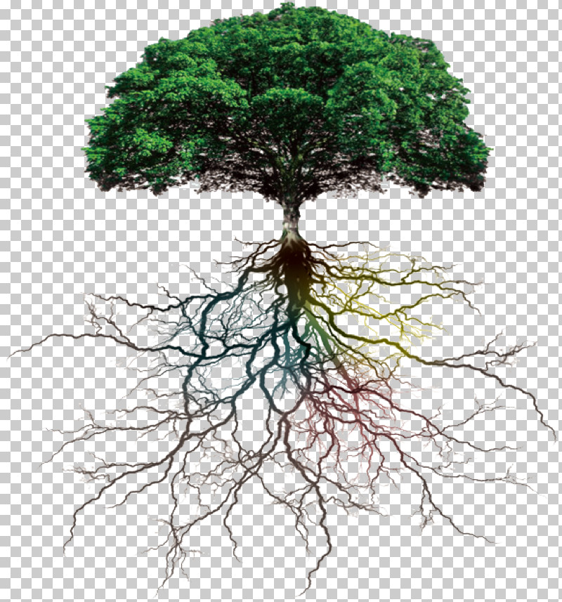 Tree Root Plant Vegetation Green PNG, Clipart, Branch, Grass, Green, Houseplant, Pine Family Free PNG Download