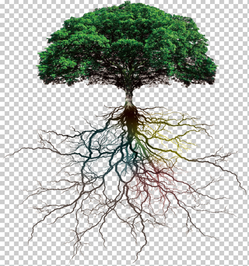 Tree Root Plant Vegetation Green PNG, Clipart, Branch, Grass, Green ...