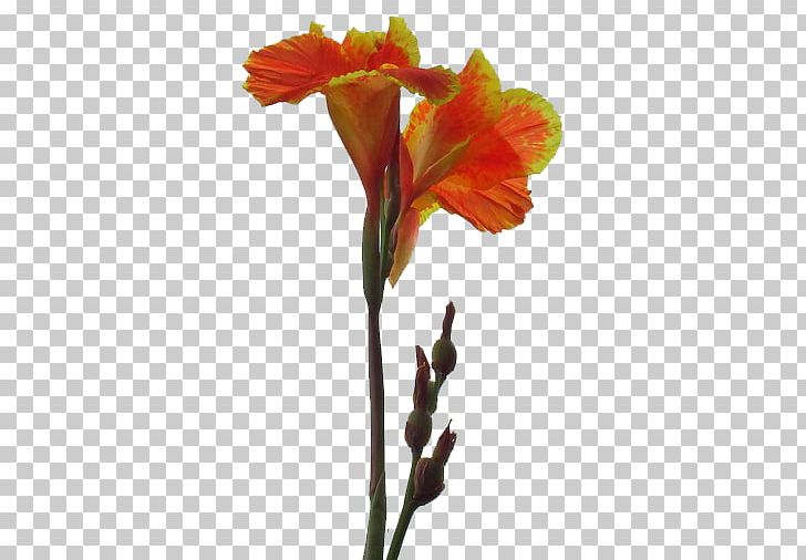 Canna Indica Flower Hemp PNG, Clipart, Amaryllis Belladonna, Beautiful, Beautiful Flowers, Big, Big Flower Free PNG Download