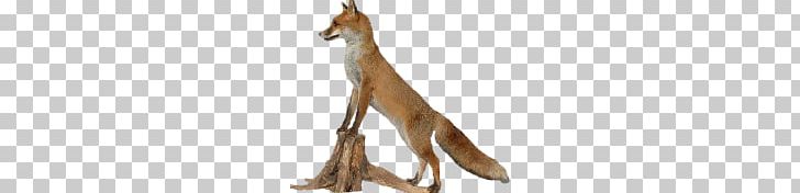 Fox PNG, Clipart, Fox Free PNG Download