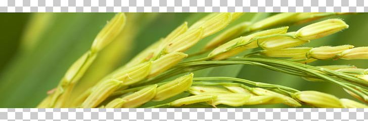 Stock Photography Rice Industry Paddy Field Agriculture PNG, Clipart, Asparagus, Brown Rice, Commodity, Crop, Farmer Free PNG Download