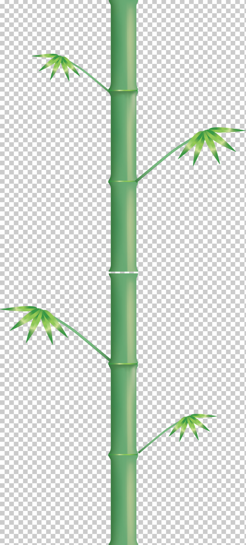 Bamboo Leaf PNG, Clipart, Bamboo, Hemp Family, Houseplant, Leaf, Plant Free PNG Download