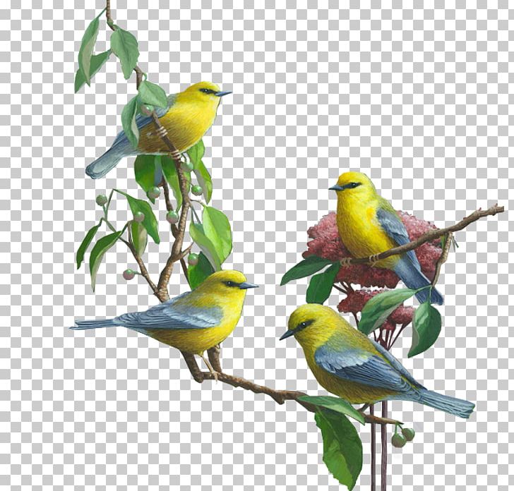 Bird PNG, Clipart, Animal, Animals, Beak, Bir, Bird Cage Free PNG Download