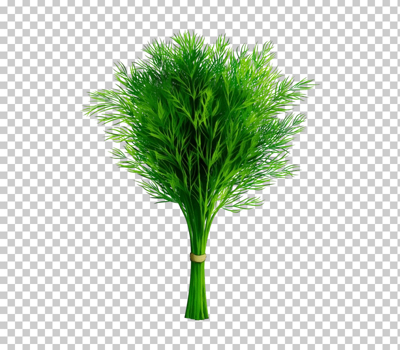 Plant Stem Grasses Tree Flowerpot Plant PNG, Clipart, Biology, Flowerpot, Grasses, Paint, Plant Free PNG Download