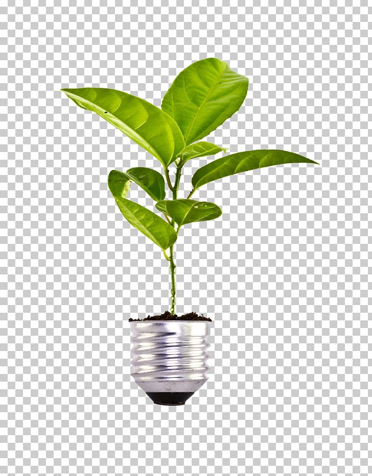 Euclidean Natural Environment Icon PNG, Clipart, Bulb, Bulbs, Download, Environmental, Environmental Protection Free PNG Download