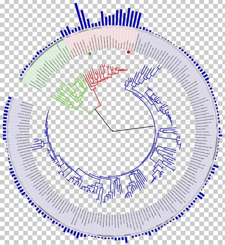 Genome Size Tree Of Life Phylogenetic Tree Evolution PNG, Clipart, Angle, Area, Biology, Circle, Diagram Free PNG Download