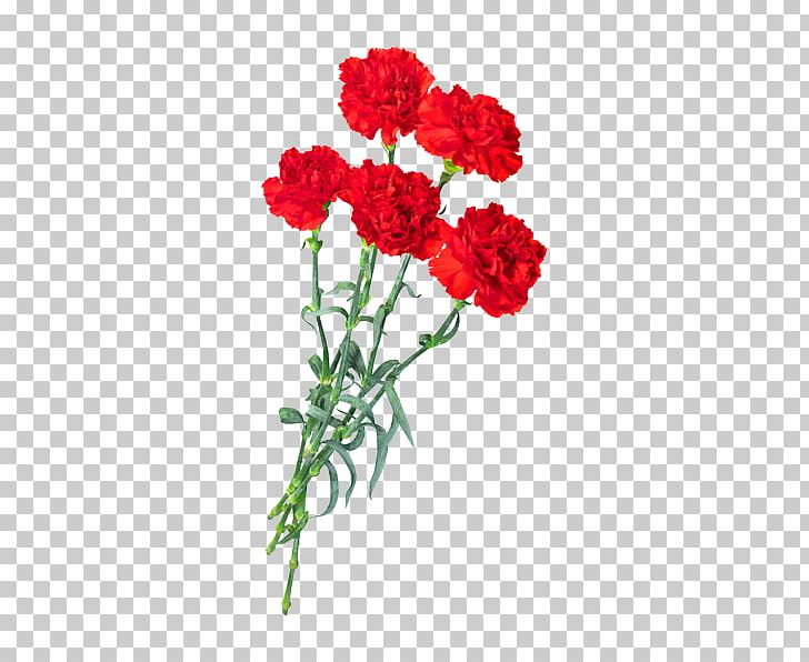 Pink Kryddernellike PNG, Clipart, Annual Plant, Carnation, Cut Flowers, Dianthus, Floral Design Free PNG Download