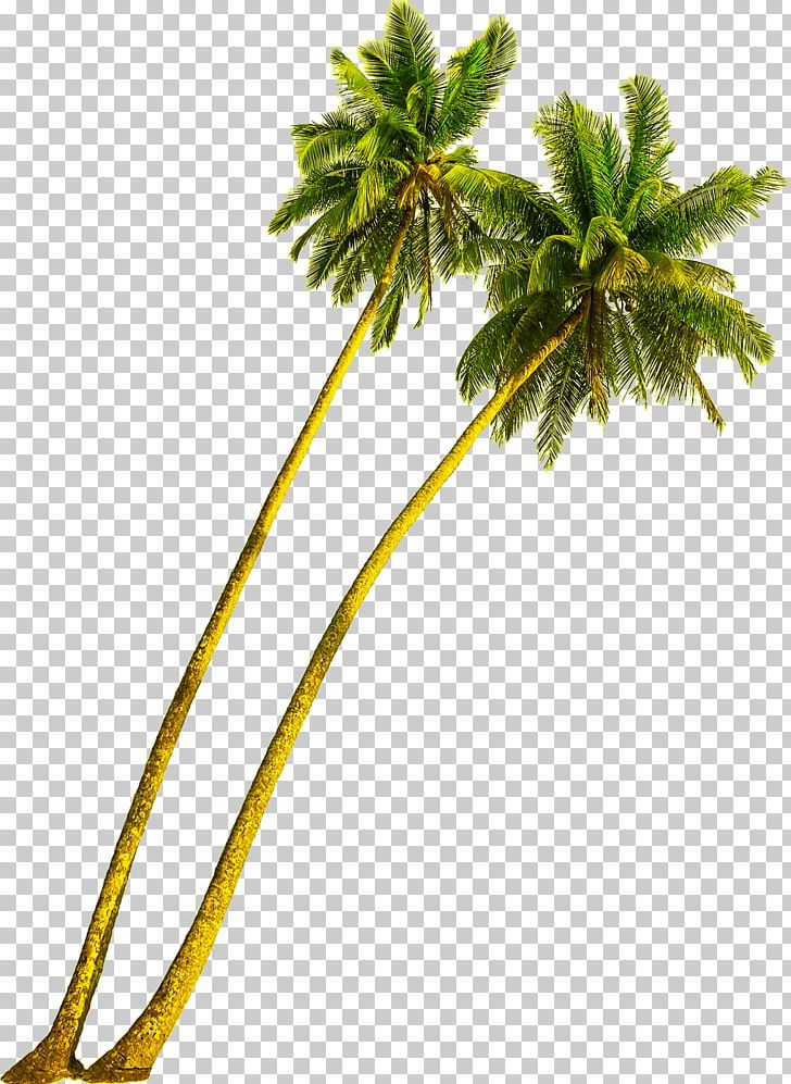 Arecaceae Tree Coconut Stock Photography Plant PNG, Clipart, Arecaceae, Arecales, Branch, Coconut, Coconut Leaf Free PNG Download