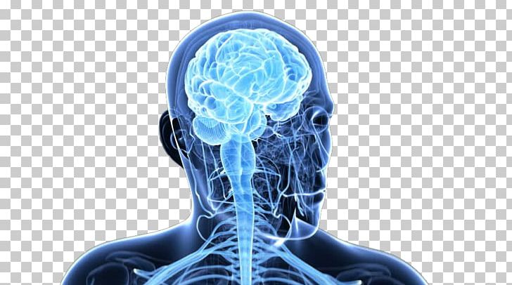 Brain Homo Sapiens Central Nervous System Nerve PNG, Clipart, Brain Vector, Central, Cerebrum, Close, Closed Free PNG Download