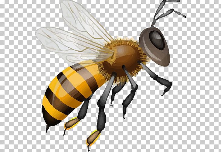 Honey Bee Muesli PNG, Clipart, Arthropod, Bee, Fly, Honey, Honey Bee Free PNG Download