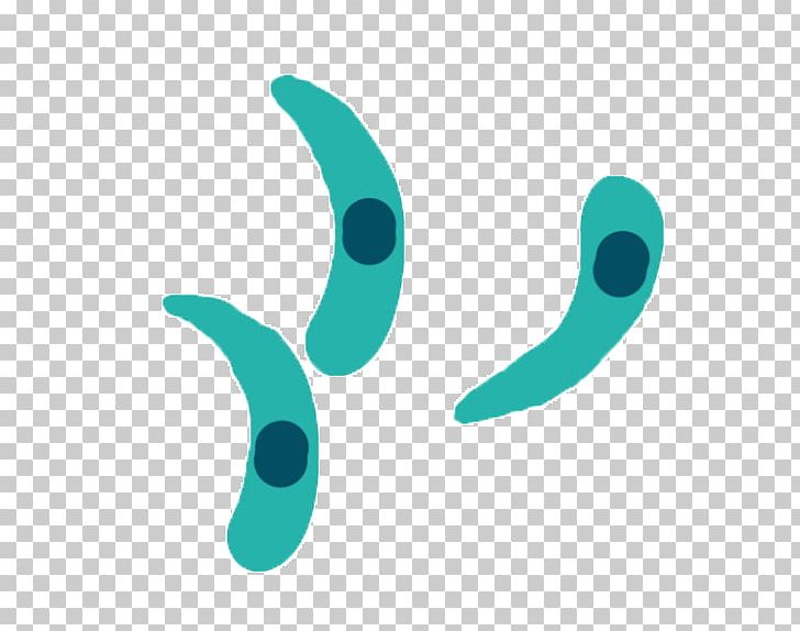 Toxoplasma Gondii Toxoplasmosis Tachyzoit Cryptosporidium Parasitism PNG, Clipart, Antibody, Apicomplexa, Aqua, Cat, Chachcidian Free PNG Download