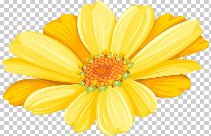 Transvaal Daisy Chrysanthemum Argyranthemum Frutescens Floristry Common Sunflower PNG, Clipart, Argyranthemum Frutescens, Chrysanthemum, Chrysanths, Clipart, Common Daisy Free PNG Download