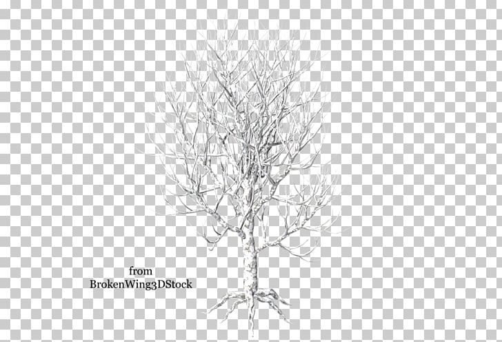 Twig Paper Birch Betula Pubescens Branch Tree PNG, Clipart, Betula Pubescens, Birch, Black And White, Branch, Conifers Free PNG Download