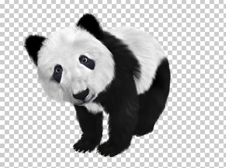 Giant Panda Red Panda Koala PNG, Clipart, Animals, Bear, Black And White, Carnivoran, Computer Icons Free PNG Download