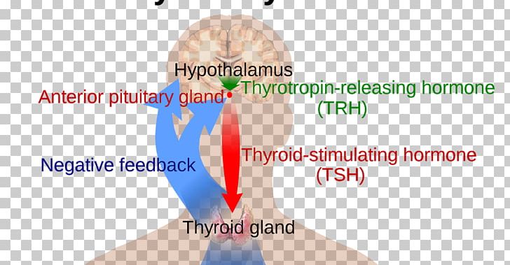 The Thyroid Gland Thyroid Hormones PNG, Clipart, Arm, Basal Metabolic Rate, Diagram, Ear, Finger Free PNG Download
