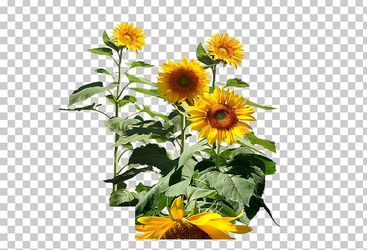 Common Sunflower Icon PNG, Clipart, Annual Plant, Cut Flowers, Daisy Family, Encapsulated Postscript, Flower Free PNG Download