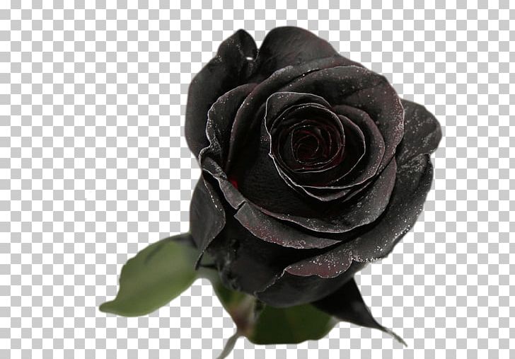 Garden Roses Flower Bouquet Hybrid Tea Rose PNG, Clipart, Black, Blomsterbutikk, Blue, Blue Rose, Cut Flowers Free PNG Download