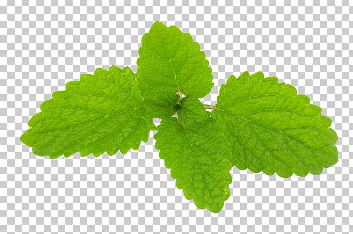 Lemon Balm Herb Essential Oil Officinalis PNG, Clipart, Chervil, Chives, Common Sage, Dill, Essential Oil Free PNG Download