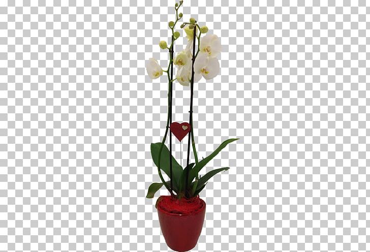 Moth Orchids Flowerpot Cut Flowers Artificial Flower PNG, Clipart, Artificial Flower, Cut Flowers, Euroflorist, Floral Design, Floristry Free PNG Download