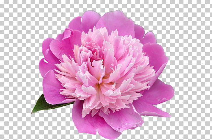 Peony Flower Pixabay PNG, Clipart, Carnation, Cut Flowers, Flower, Flower Bouquet, Flowering Plant Free PNG Download