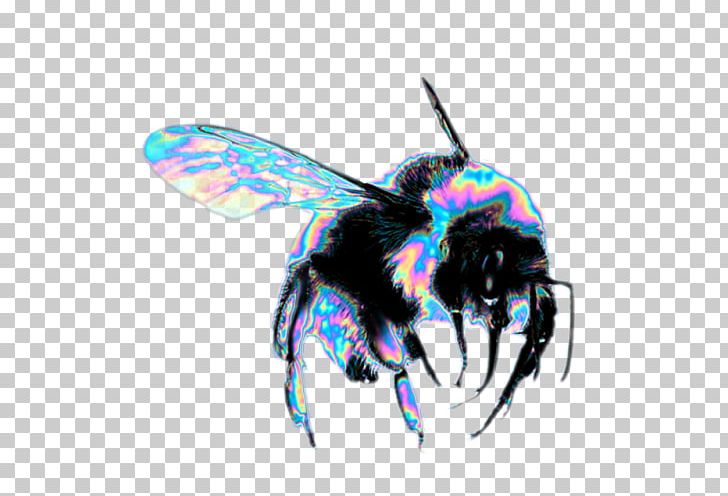 Western Honey Bee Hornet Insect Dog PNG, Clipart, Allergy, Arthropod, Bee, Beehive, Bee Sting Free PNG Download