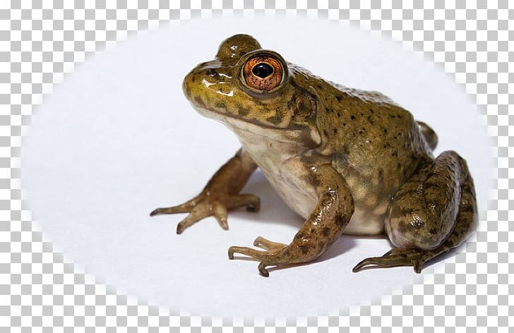 American Bullfrog Amphibian African Bullfrog Invasive Species PNG, Clipart, African Bullfrog, American Bullfrog, Amphibian, Bullfrog, Frog Free PNG Download