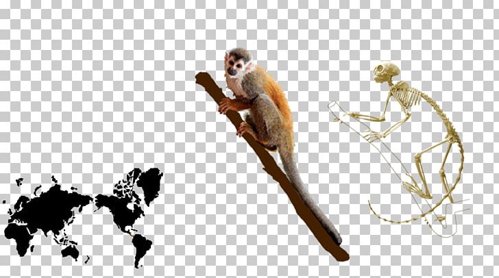 Common Squirrel Monkey Homo Sapiens Central American Squirrel Monkey PNG, Clipart, Anatomy, Animal, Animals, Arm, Common Squirrel Monkey Free PNG Download