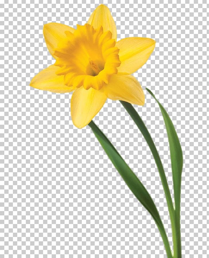 Daffodil Flower PNG, Clipart, Amaryllis Family, Clip Art, Cut Flowers, Daffodil, Daylily Free PNG Download