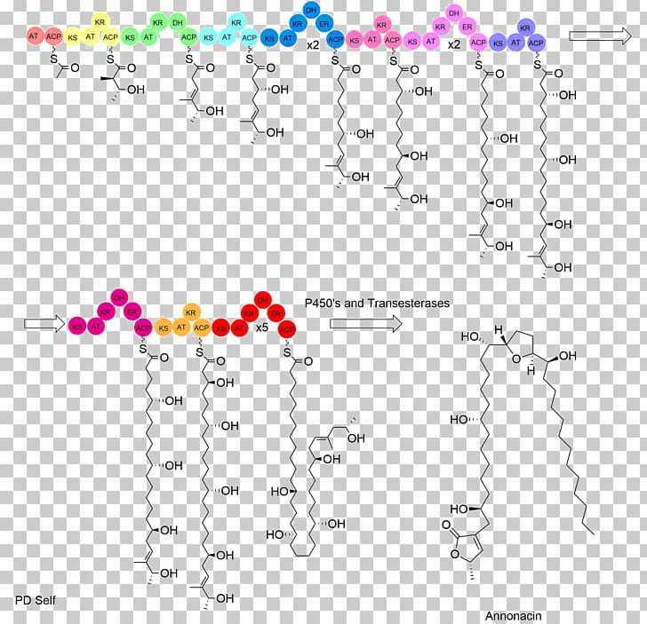 Acetogenin Biosynthesis Annonacin Polyketide Synthase PNG, Clipart, Angle, Annonaceae, Annonacin, Area, Biosynthesis Free PNG Download