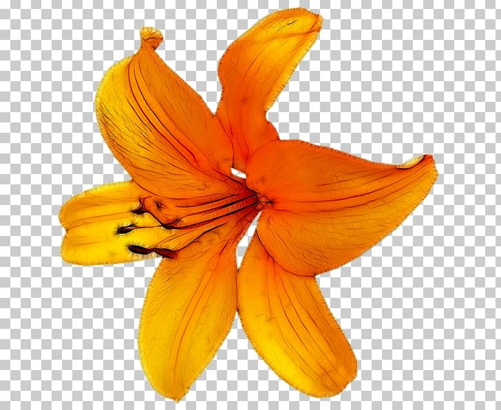 Flower Petal Orange PNG, Clipart, Animal, Autumn, Child, Daylily, Flower Free PNG Download