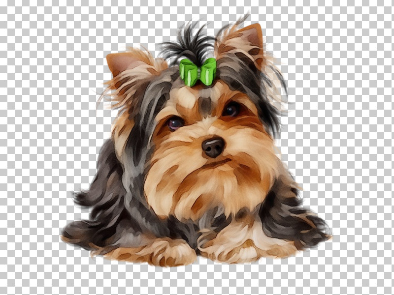 Dog Yorkshire Terrier Puppy Biewer Terrier Terrier PNG, Clipart, Biewer Terrier, Dog, Paint, Puppy, Terrier Free PNG Download