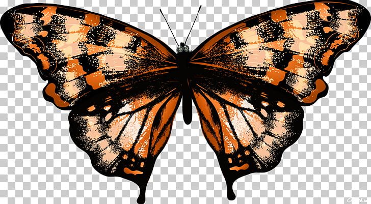 Butterfly Drawing PNG, Clipart, Art, Arthropod, Brush Footed Butterfly, Butterfly, Depositphotos Free PNG Download