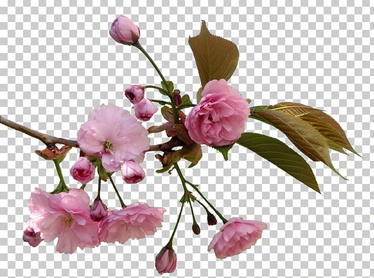 Flower Art PNG, Clipart, Art, Blog, Blossom, Branch, Cherry Blossom Free PNG Download